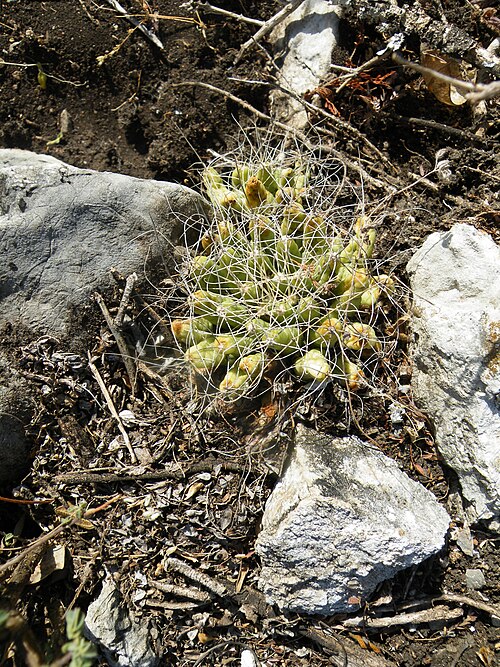 Cactus: Gilo, Hidalgo