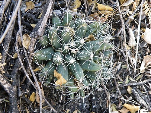 Cactus: Near Rio Venados, Hidalgo