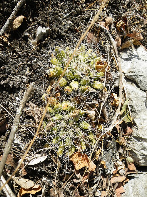 Cactus: Gilo, Hidalgo