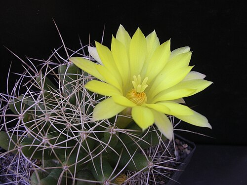 Cactus: Mammillaria longimamma