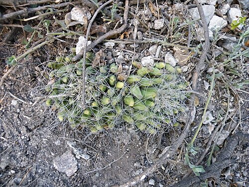 Cactus: Gilo, Hidalgo