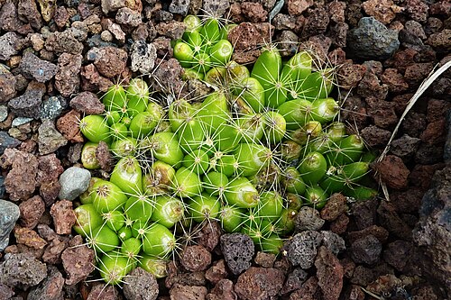 Cactus: Mammillaria longimamma in the Jardín Botánico Canario Viera y Clavijo .