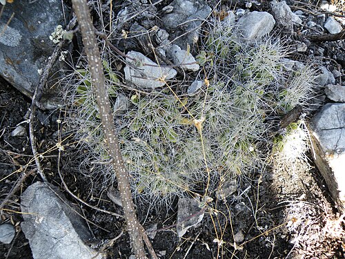 Cactus: Gilo, Hidalgo