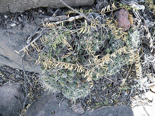Cactus: Near Rio Venados, Hidalgo