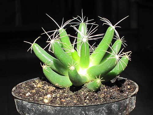 Cactus: Una giovane pianta di mammillaria longimamma