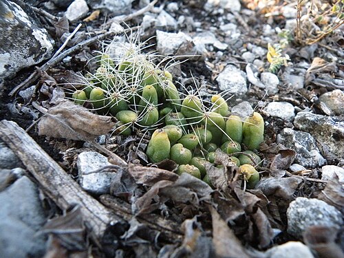 Cactus: Gilo, Hidalgo