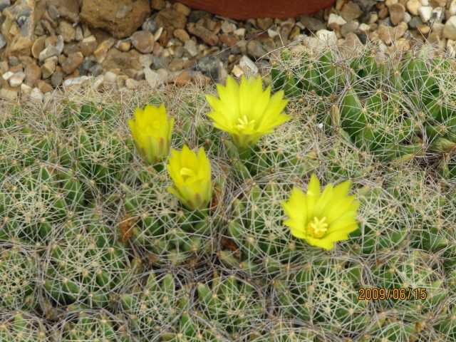 Cactus: This species originates in the Mexican states of Hidalgo and Queretaro, where it grows at altitudes of 3000 - 7000 feet. It colonizes rocky valleys and gullies.