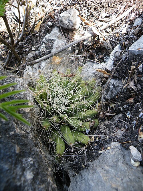 Cactus: Gilo, Hidalgo