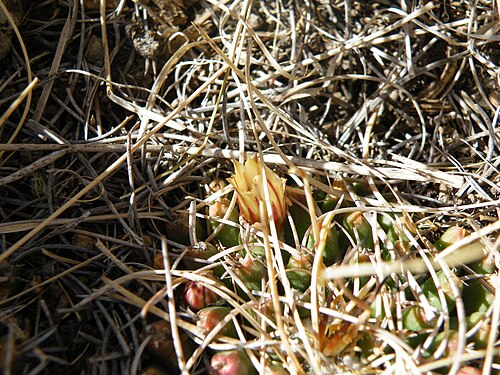 Mammillaria magnimamma: 56 km South of Estacion Vanegas
