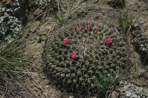 Mammillaria magnimamma (Mammillaria magnimamma)