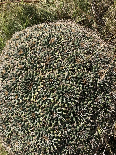 Mammillaria magnimamma (Mammillaria magnimamma)