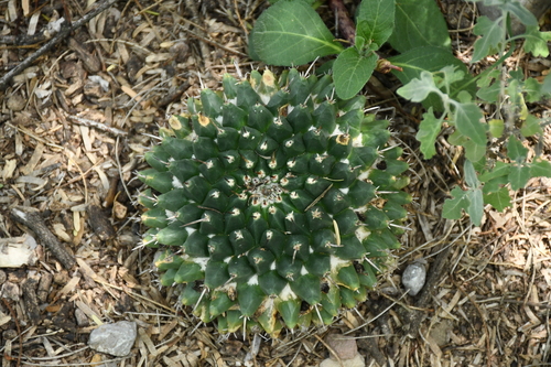 Mammillaria magnimamma (Mammillaria magnimamma)