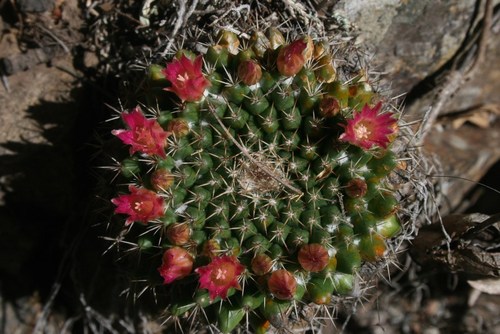 Mammillaria magnimamma (Mammillaria magnimamma)
