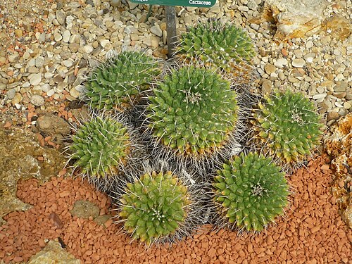 Mammillaria magnimamma: Mammillaria magnimamma, jardin des plantes de Paris, France