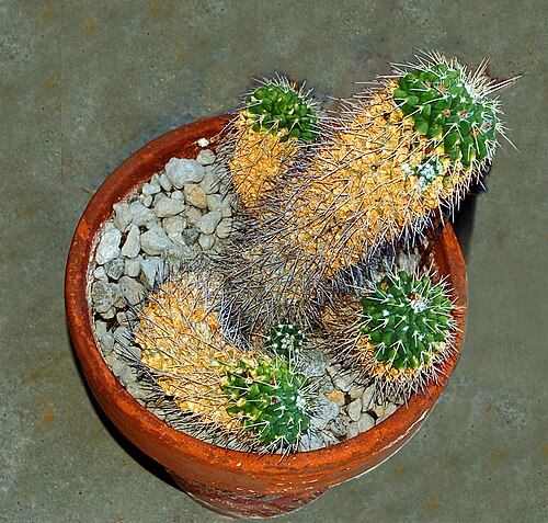 Mammillaria magnimamma: Mammillaria magnimanna at the Orto Botanico dell'Università di Genova