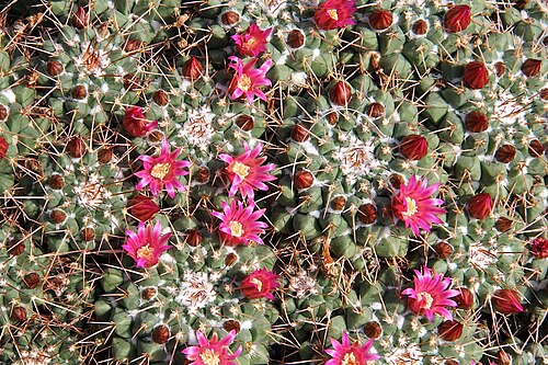 Mammillaria magnimamma: Mammillaria magnimamma