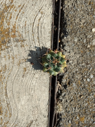 Mammillaria magnimamma (Mammillaria magnimamma)