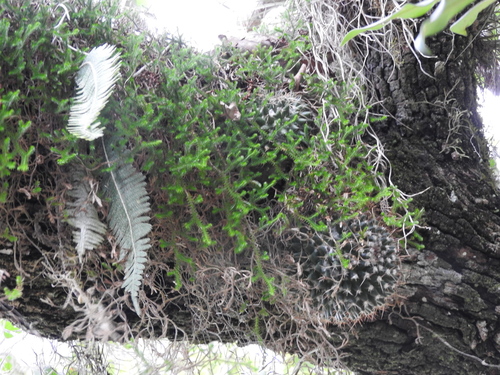 Mammillaria magnimamma (Mammillaria magnimamma)
