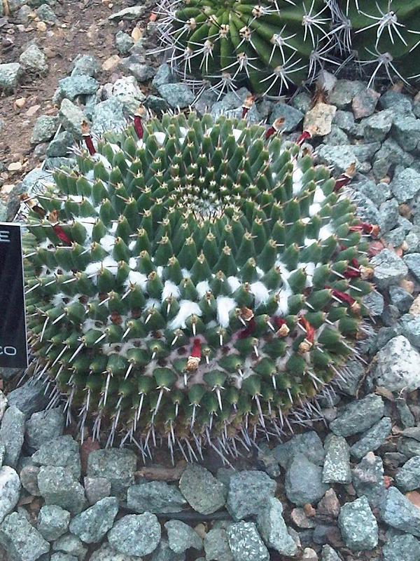 Mammillaria magnimamma: Mammillaria magnimamma at Kew Gardens, England.