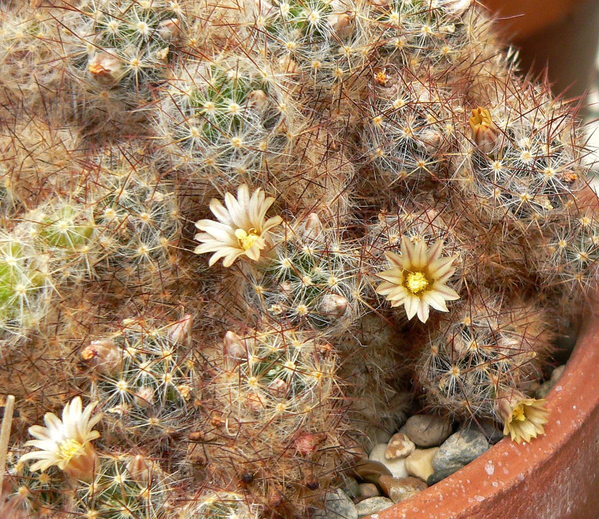 Texas nipple cactus: Mammillaria prolifera at the University of California Botanical Garden , Berkeley, California