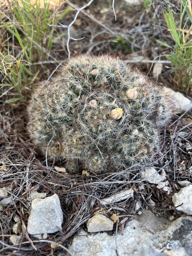 Texas nipple cactus (Mammillaria prolifera)