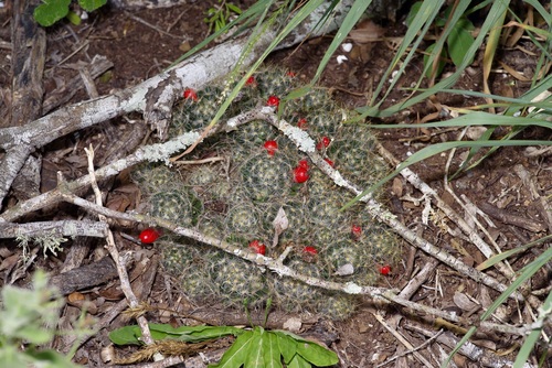 Texas nipple cactus (Mammillaria prolifera)