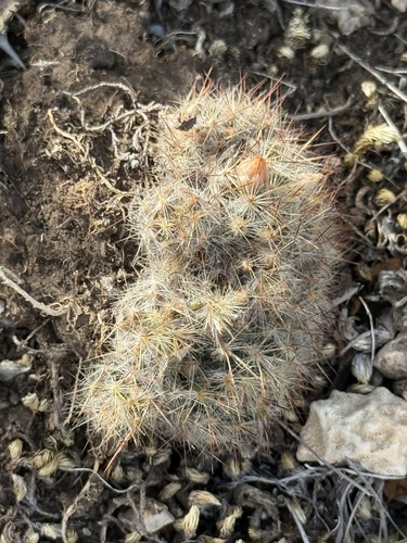 Texas nipple cactus (Mammillaria prolifera)