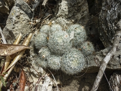Texas nipple cactus (Mammillaria prolifera)