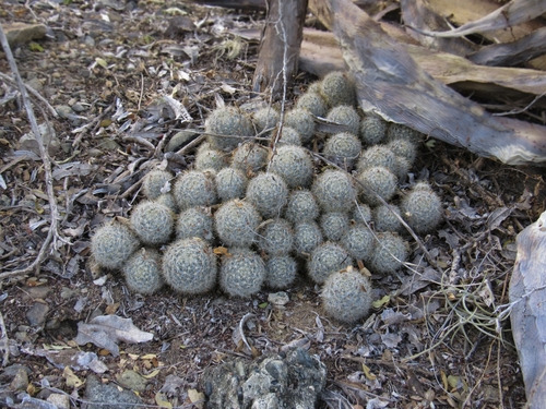 Texas nipple cactus (Mammillaria prolifera)
