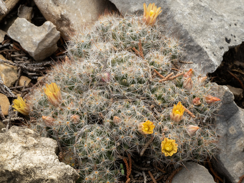 Texas nipple cactus (Mammillaria prolifera)