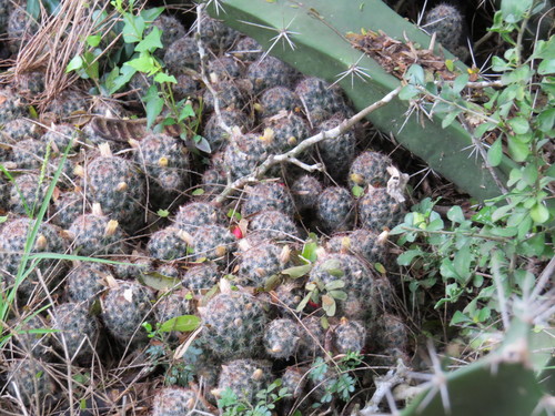 Texas nipple cactus (Mammillaria prolifera)