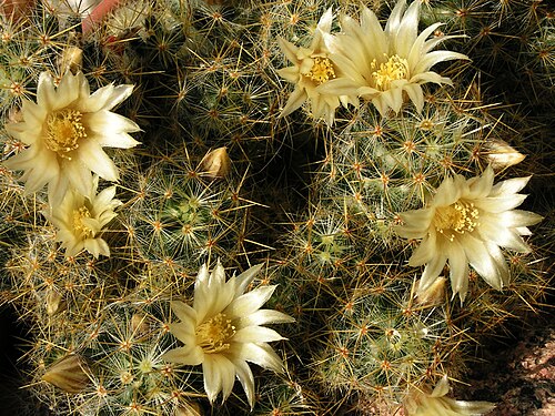 Texas nipple cactus: Flowering Mammillaria prolifera .