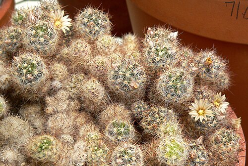 Texas nipple cactus: Mammillaria prolifera at the University of California Botanical Garden , Berkeley, California
