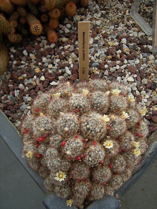 Texas nipple cactus: Mammillaria prolifera. Photographed at Volunteer Park Conservatory, Seattle, Washington.