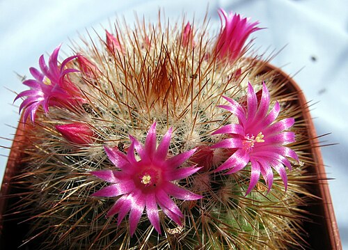 Mammillaria spinosissima: Mammillaria spinosissima