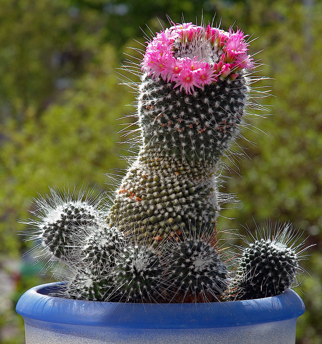 Mammillaria spinosissima: This image shows a cactus of the species Mammillaria spinosissima cv un pico .