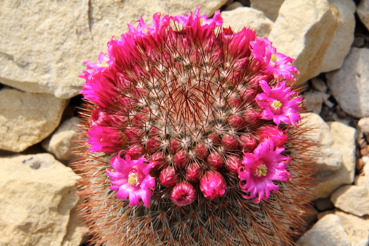 Mammillaria spinosissima: Mammillaria spinosissima