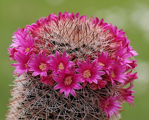 Mammillaria spinosissima: Mammillaria spinosissima
