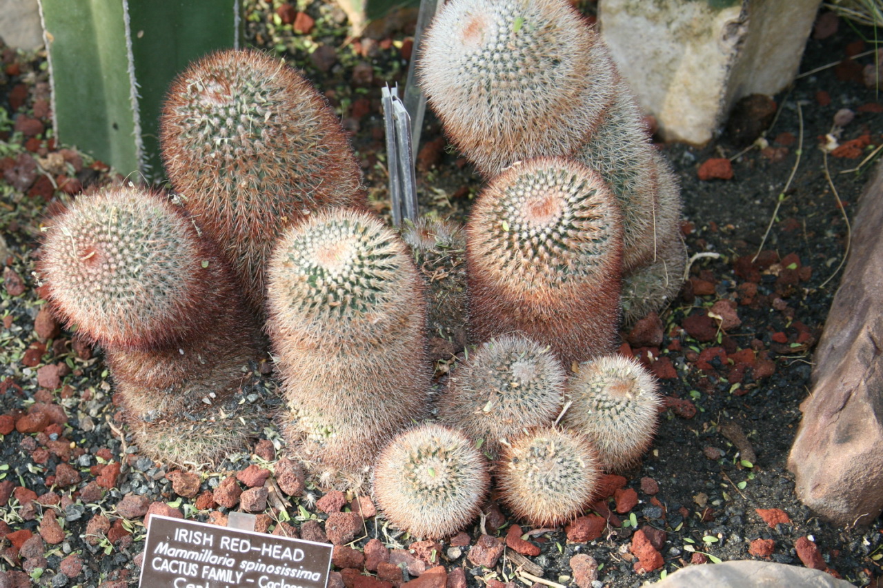 Mammillaria spinosissima: Irish Red-Head