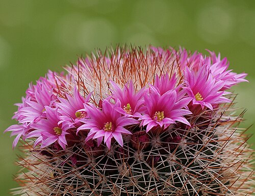 Mammillaria spinosissima: Mammillaria spinosissima