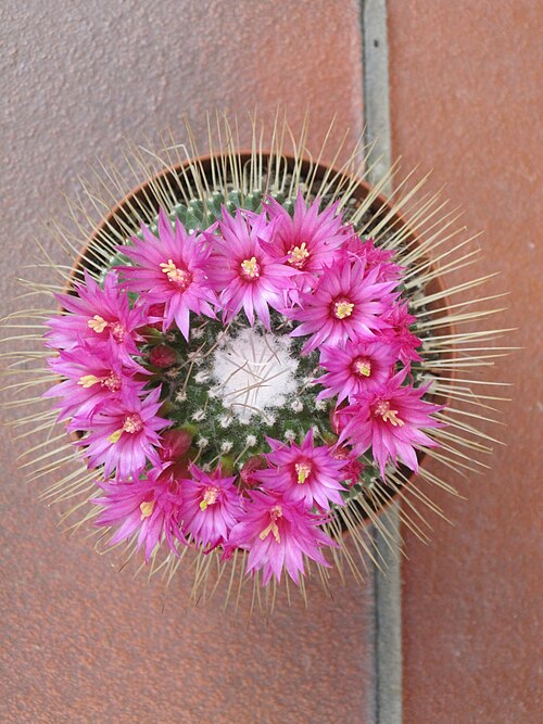 Mammillaria spinosissima: Mammillaria in flower