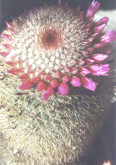 Mammillaria spinosissima: Mammillaria centraliplumosa