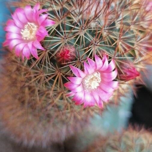 Mammillaria spinosissima (Mammillaria spinosissima)