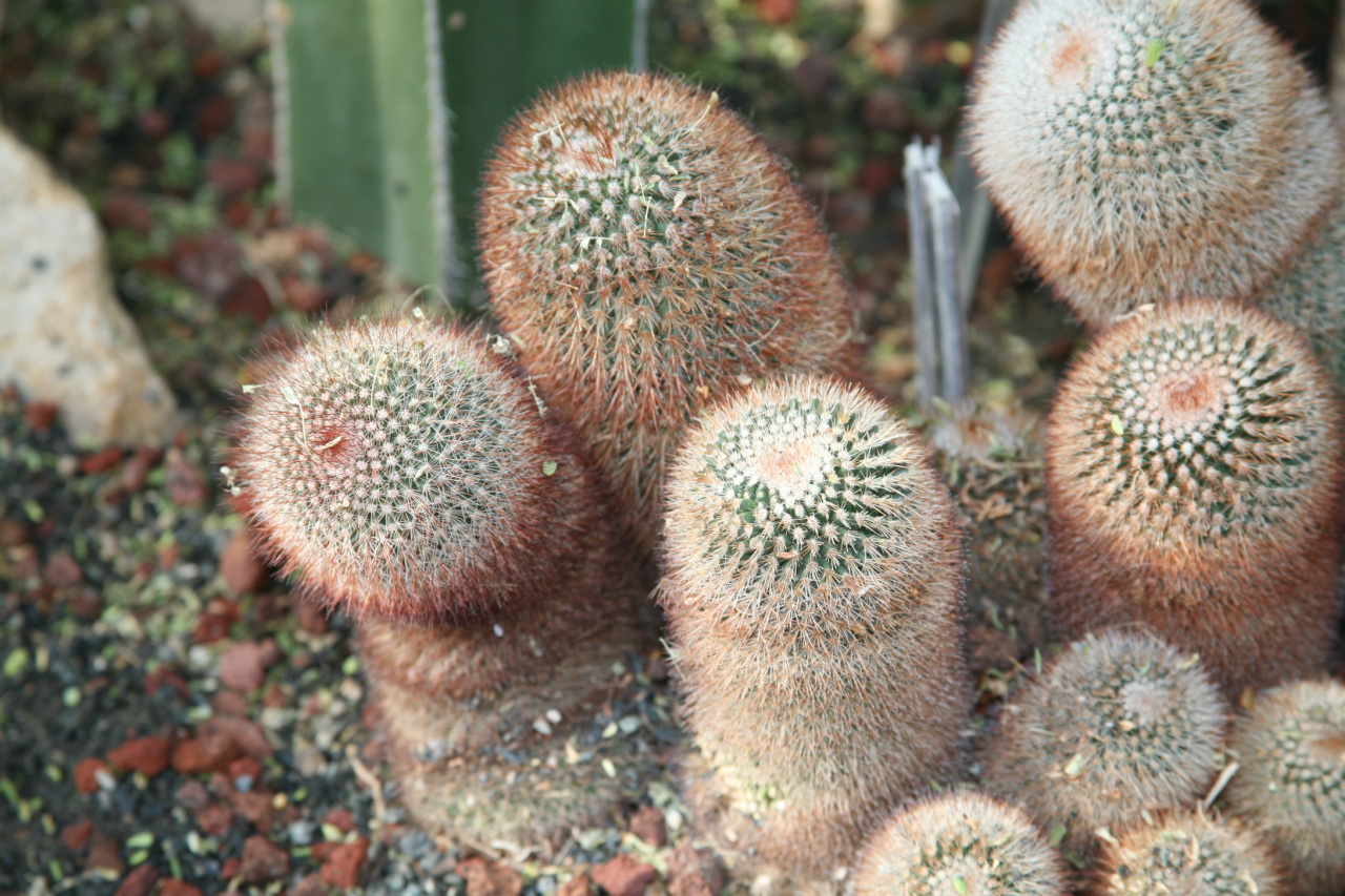 Mammillaria spinosissima: Irish Red-Head