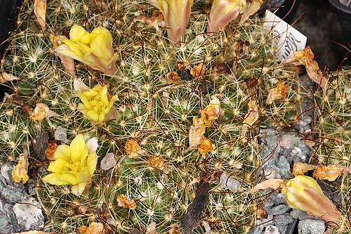 Mammillaria surculosa: Mammillaria surculosa
