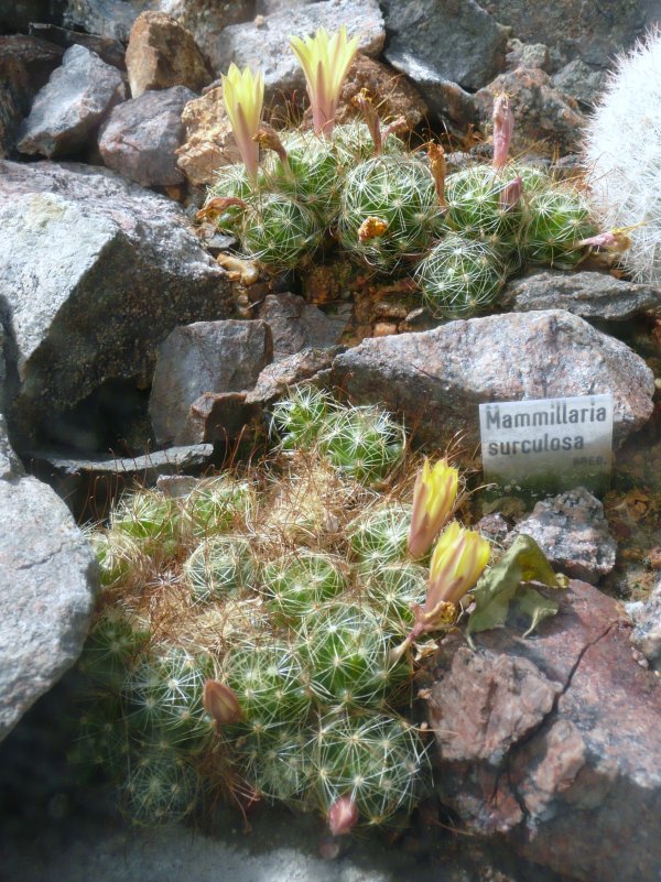Mammillaria surculosa: Botanischer Garten Erlangen, 2008
