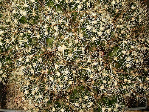 Mammillaria surculosa: Mammillaria surculosa