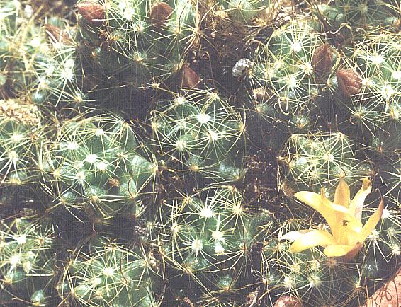 Mammillaria surculosa: Mammillaria (Dolichotele) surculosa