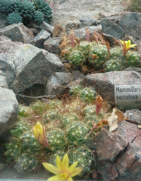 Mammillaria surculosa: Botanischer Garten Erlangen, 2008
