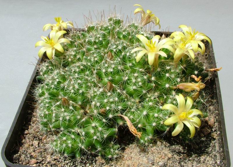 Mammillaria surculosa: Dolichothele (Mammillaria) surculosa Kh303, a selection plant (selected for the strong citrus scent of flowers), fifth generation: Yur.Khanon Kh303